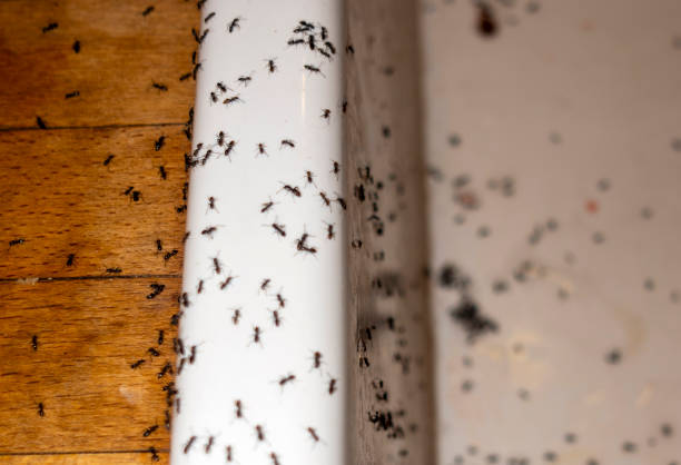 Best Cockroach Control Services  in Flordell Hills, MO