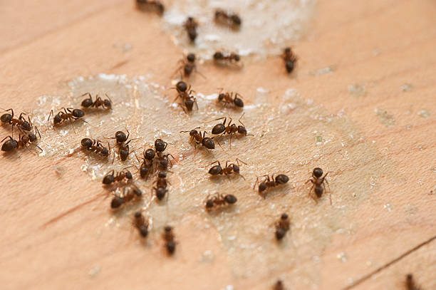 Best Best Pest Control Companies  in Flordell Hills, MO